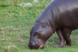 Grazing on green grass, close-up muzzle. pygmy hippo (hippopotamus)  is a cute little hippo.