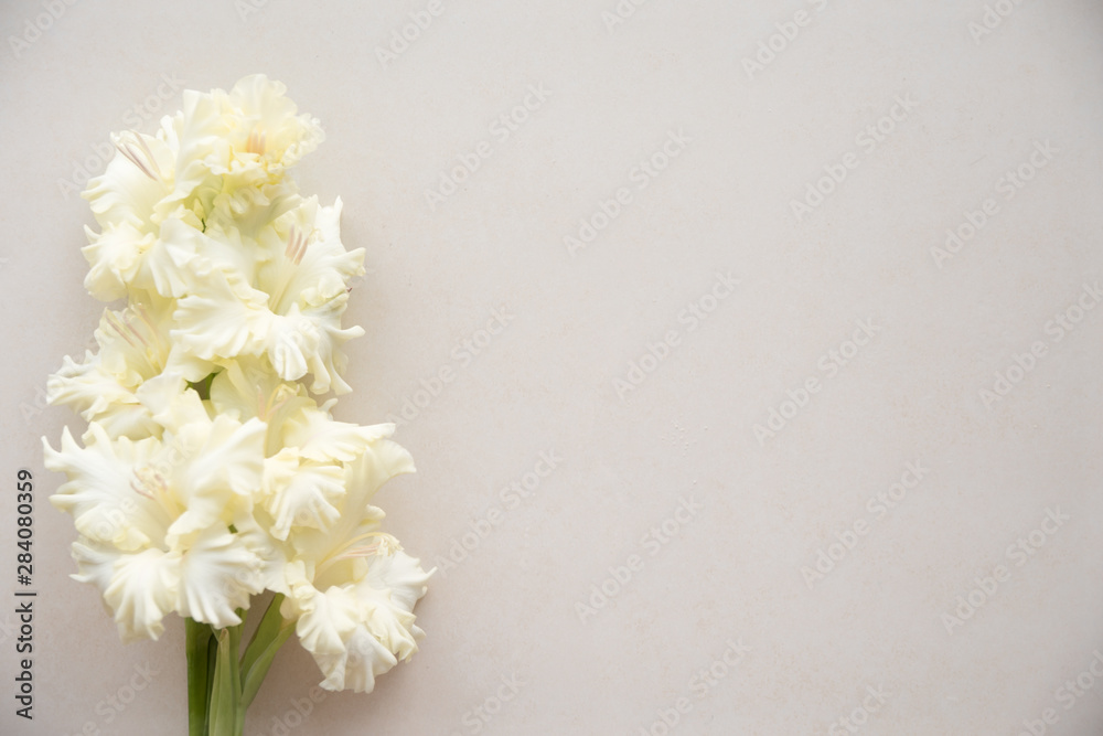 Bright yellow gladiolus on a blank background. Top view.