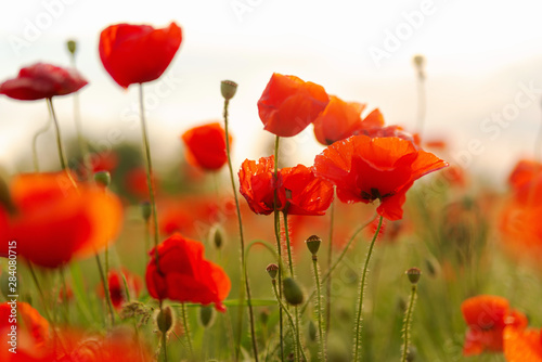 Blooming red poppies in the field