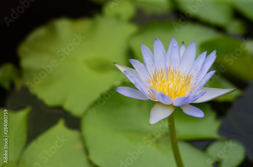 A beautiful waterlily or lotus flower in pond. Close up Water Drop on blooming water lily flower. purple lotus or water lily flower