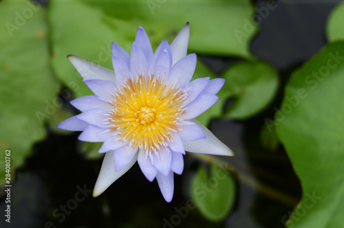 A beautiful waterlily or lotus flower in pond. Close up Water Drop on blooming water lily flower. purple lotus or water lily flower © nawin