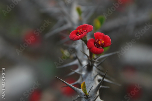 Camellia Flower photo