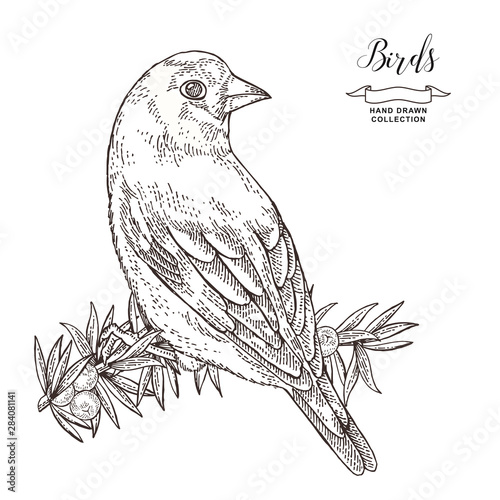 Hand drawn bird finch. Goldfinch sitting on a juniper branch. Vector illustration. Vintage engraving.