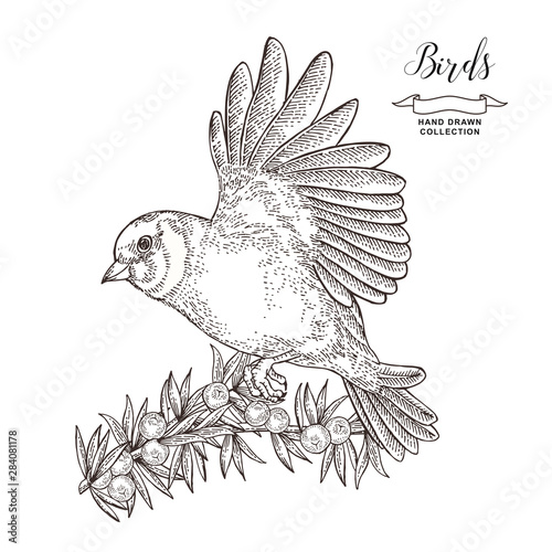 Hand drawn bird finch. Flying goldfinch and juniper branch. Vector illustration. Vintage engraving.