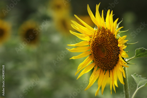 Sunflower © Nazrul Islam