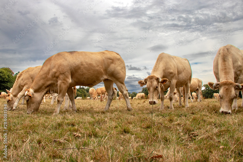 Vaches blonde d'Aquitaine au pré