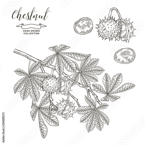 Chestnut tree branch. Black a nd white fruits ans leaves of chestnut. Hand drawn vector illustration. Autumn collection. Engraving style.