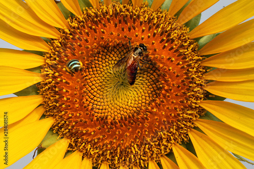 Sunflower photo