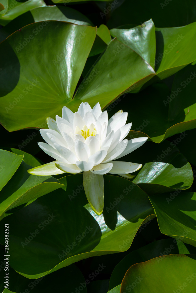 Fototapeta premium Nymphéa