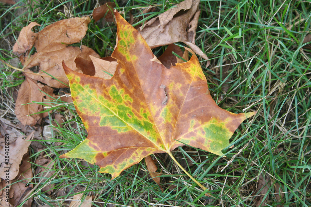 Yellow, brown and green Plane tree leaf on green grass. Platanus occidentalis leaf in the meadow