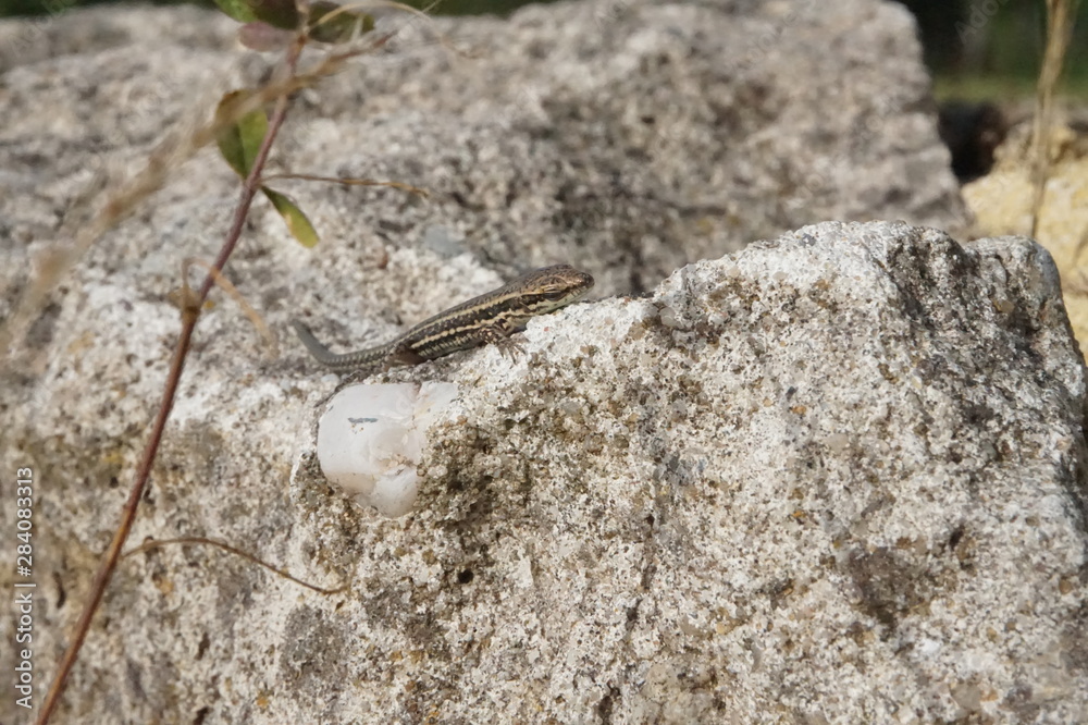 Fototapeta premium jeune lézard des murailles sur rocher - podarcis muralis