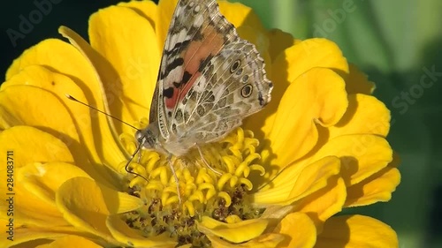 Ein Distelfalter krabbelt auf einer gelben Zinnienblüte photo