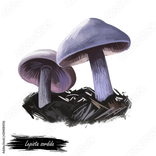 Lepista sordida mushroom digital art illustration. Agaricus sordidus watercolor print, Rhodopaxillus type of fungus. Veggie ingredient fresh food, food vegetable realistic drawing biological kind photo