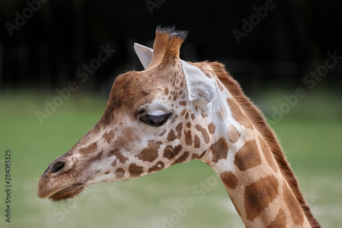 Close up of the head of a giraffe against green background © erwin