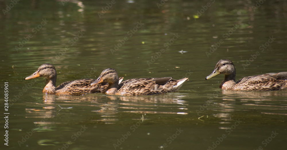 canards canards