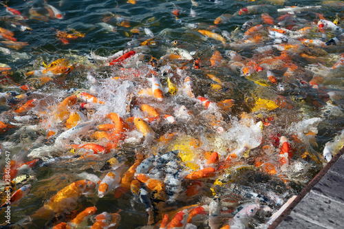 Fototapeta Naklejka Na Ścianę i Meble -  Colorful Koi fish swimming in pond