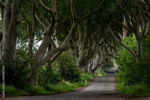 The Dark Hedges is one of the most photographed natural phenomena in Northern Ireland and a popular attraction for tourists from across the world