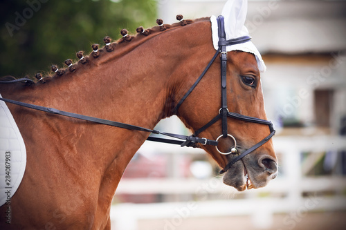 Portrait of a red horse in a bridle and white ears, which performs at equestrian competitions in the summer and runs on a sandy arena with a white fence. ©  Valeri Vatel