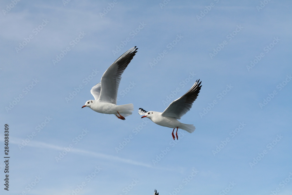 Fototapeta premium Seagulls try to catch food that people throwing from ship