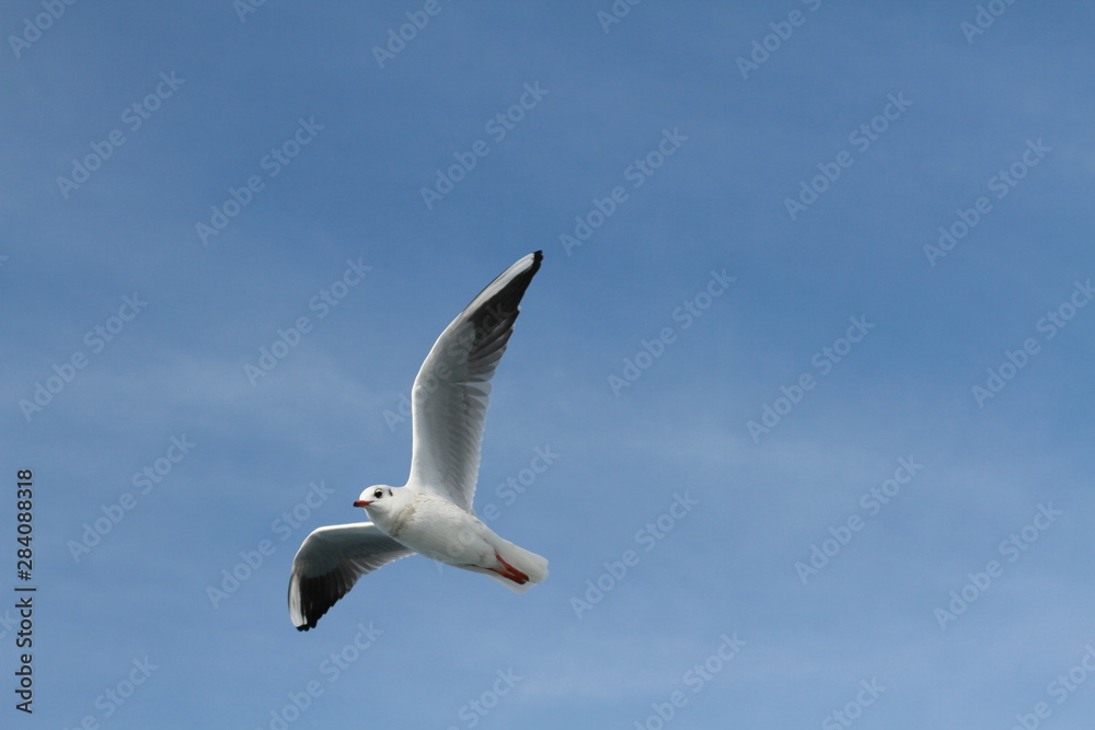 Fototapeta premium Seagulls try to catch food that people throwing from ship