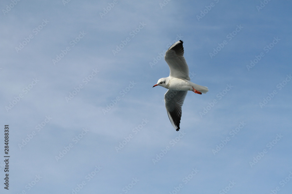 Seagulls try to catch food that people throwing from ship Seagulls try to catch food that people throwing from ship