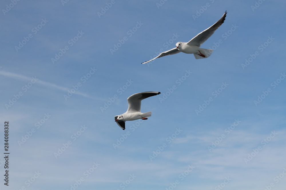 Seagulls try to catch food that people throwing from ship Seagulls try to catch food that people throwing from ship
