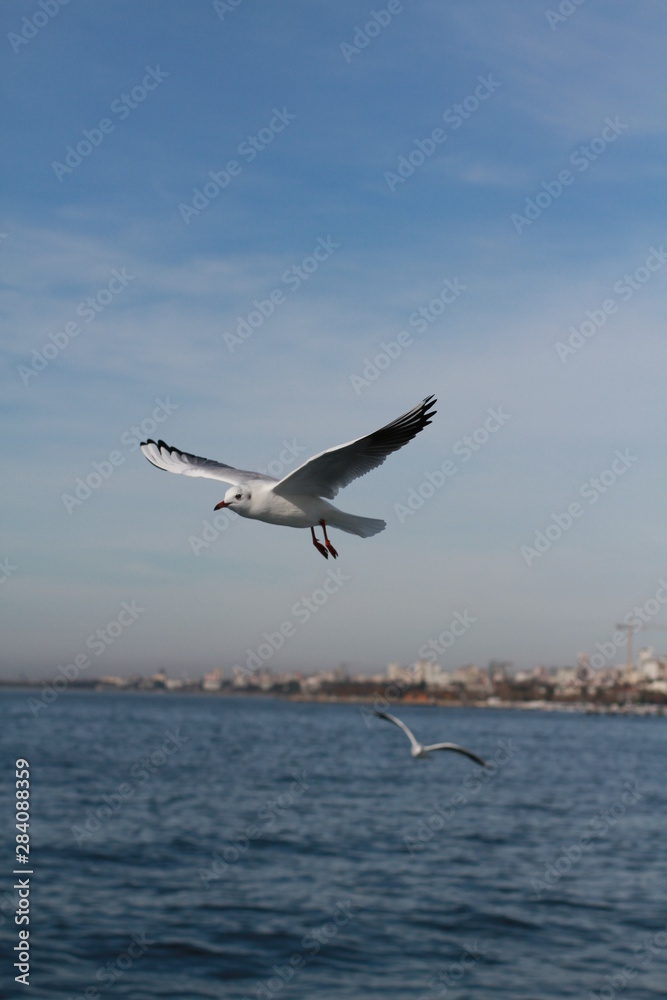 Fototapeta premium Seagulls try to catch food that people throwing from ship