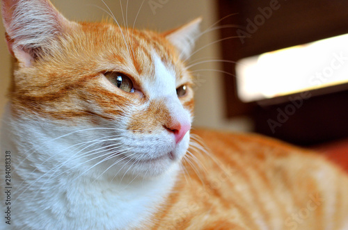 Closeup of red cat, serious look.