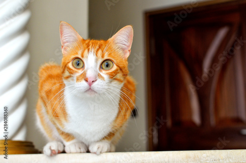cat with green eyes