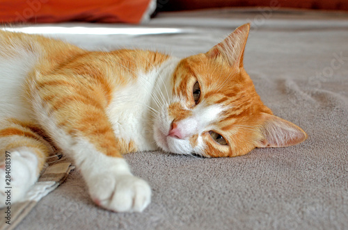 cat in bed