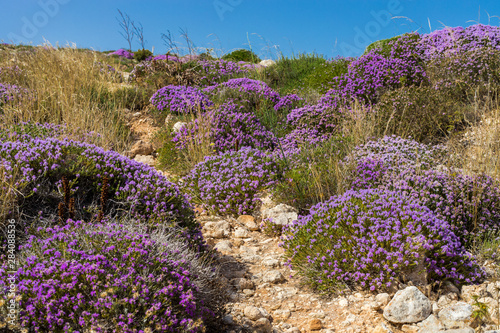 Mediterranean scrub flora: thyme bushes with purple flowers. - Cala Galera, Island of Lampedusa, Agrigento, Sicily, Italy
