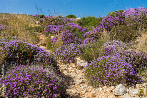 Fototapeta Naklejka Na Ścianę i Meble -  Mediterranean scrub flora: thyme bushes with purple flowers. - Cala Galera, Island of Lampedusa, Agrigento, Sicily, Italy