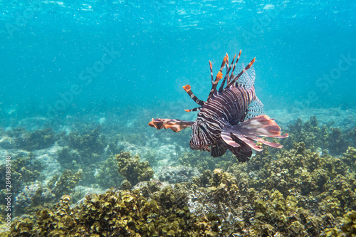 Red Lionfish  Seychelles