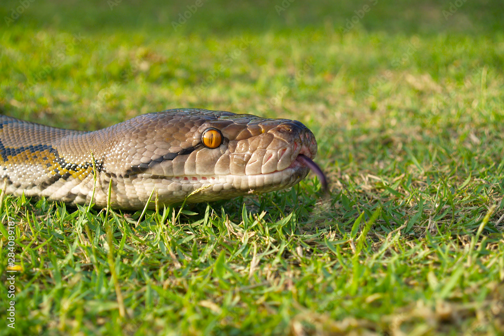 Fototapeta premium head of python in green grass