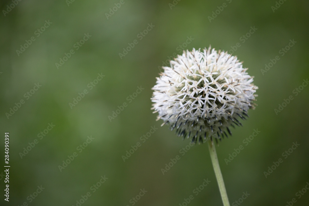 Kugeldistel / Echinops