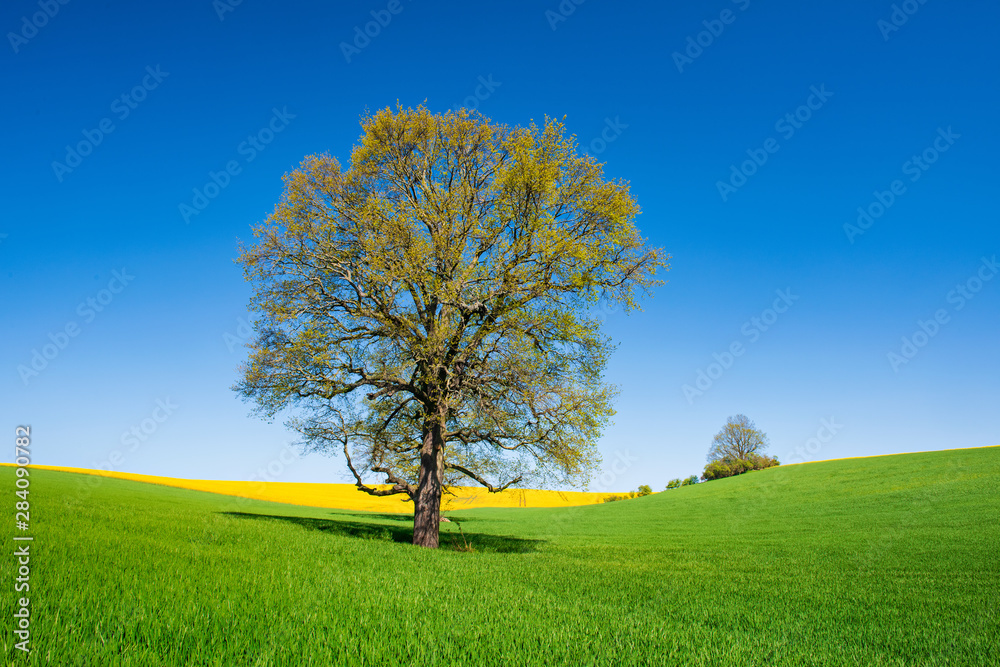 Lone Oak Tree in Spring, Fields of Grass and Rapeseed under Blue Sky