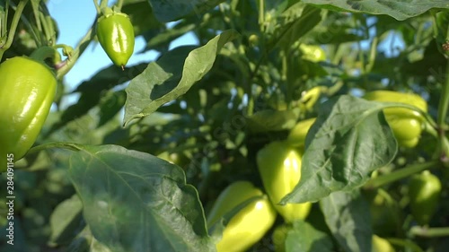 Young green bell peppers growing on a branch. Fresh organic vegetables