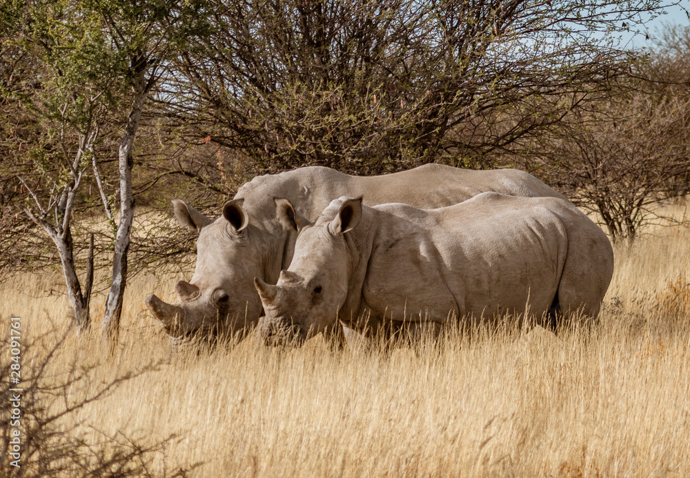 Two white rhinoceros stand together in short dry grass in Namibia Two white rhinoceros stand together in short dry grass in Namibia