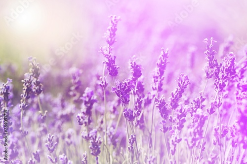 Beautiful violet lavender flower field background