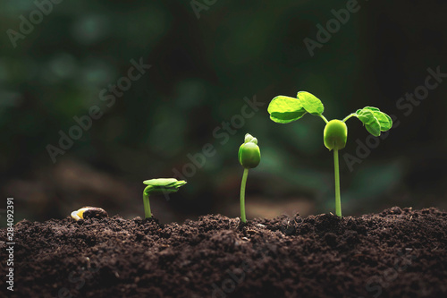 Plant growth on the soil
