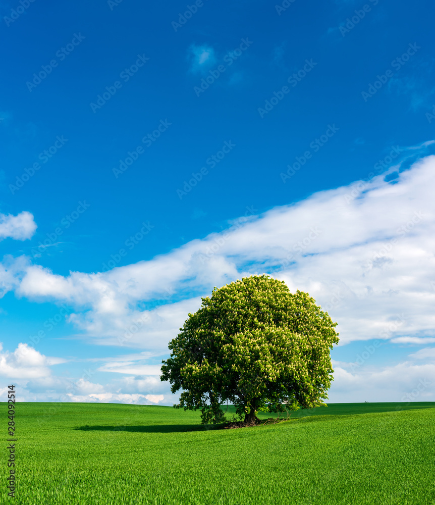 Obraz premium Green Field Landscape with Horse Chestnut Tree in Full Bloom, Blue Sky with Cumulus Clouds 
