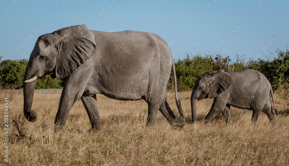 Family of elephants walks along river's edge Family of elephants walks along river's edge