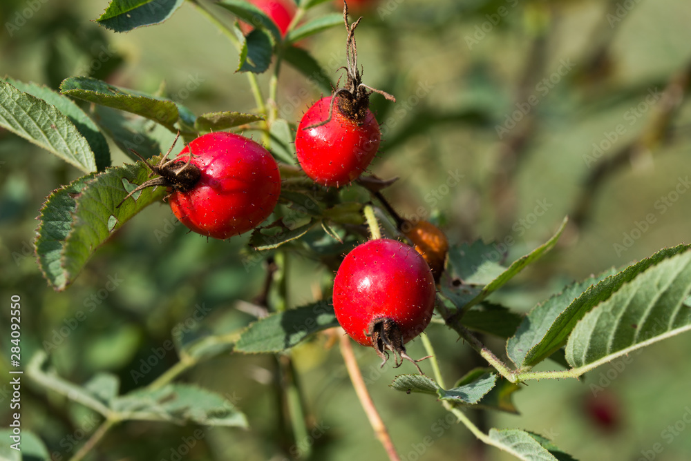 wild rose berries on twig
