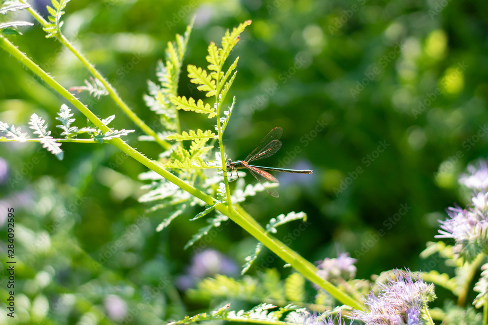A green dragonfly perched on a stalk of grass.