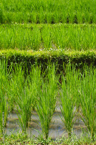 View of green rice field in terrace