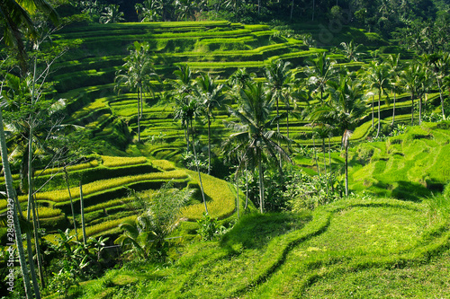 View of green rice field in terrace ,near Ubud at Bali - Indonesia