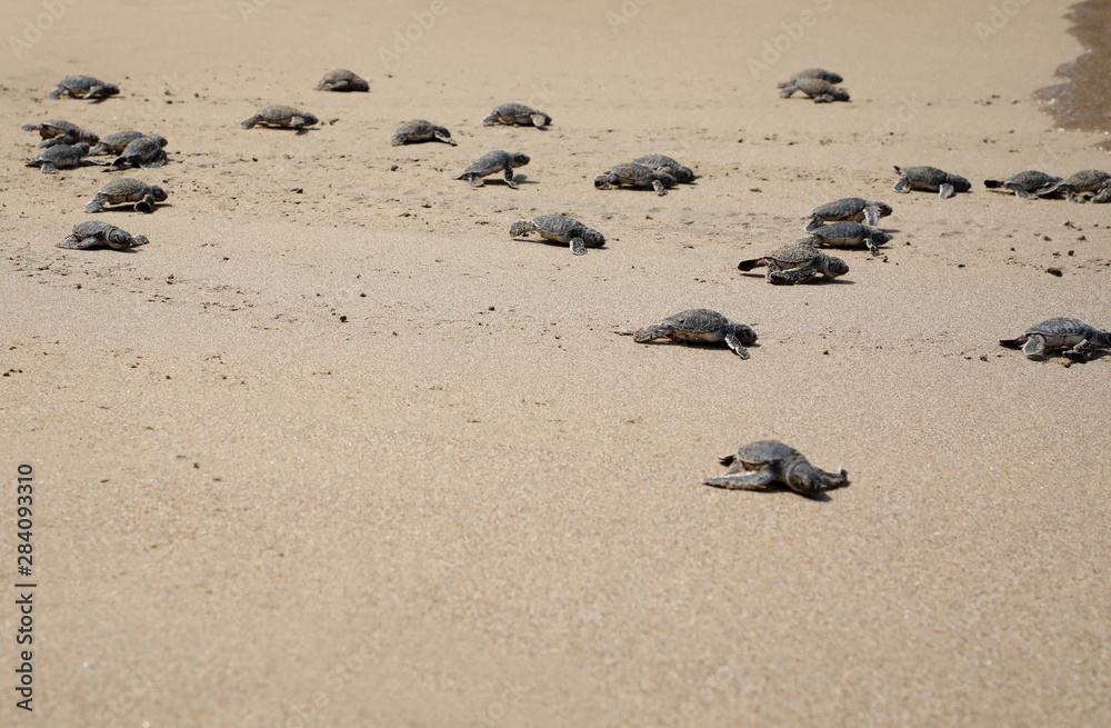 Turtles rushing towards the sea Turtles rushing towards the sea