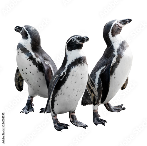 Emperor penguin isolated on white with clipping path, grouped together looking in different directions.