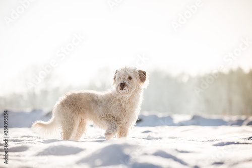 Hund im Schnee