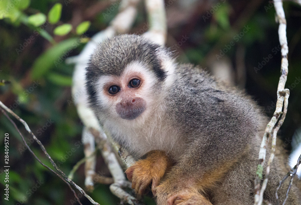 Squirrel monkey portrait taken from under a tree in Coca, Ecuador Squirrel monkey portrait taken from under a tree in Coca, Ecuador